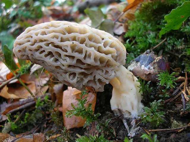 2005 :  Un anno di funghi